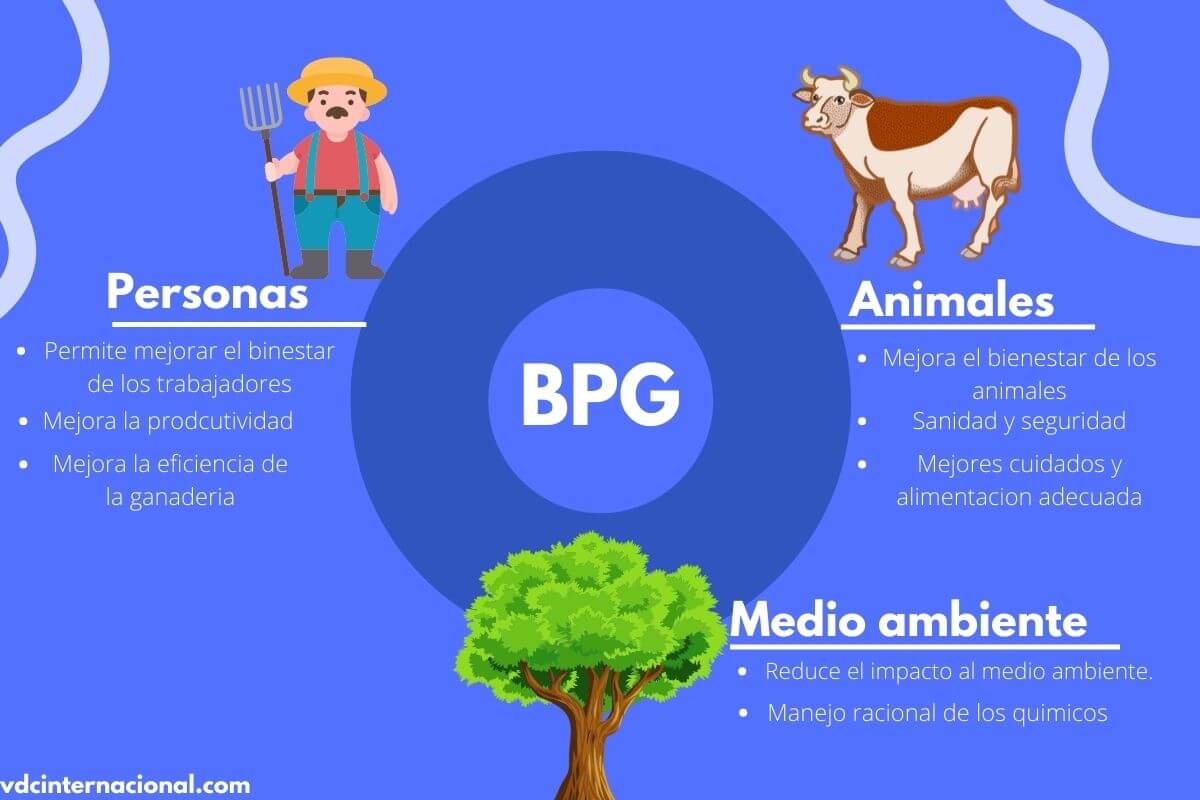 Bpg Buenas Prácticas Ganaderas Qué Son Y Su Importancia